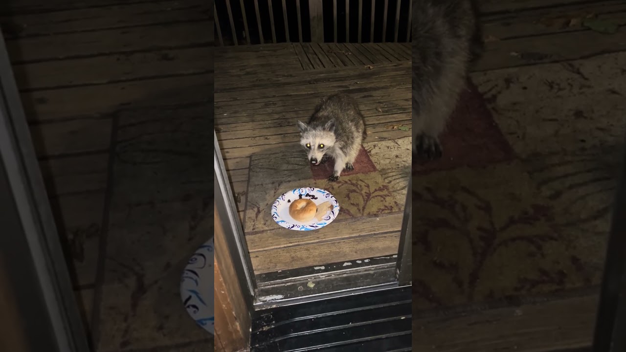 Trash Panda!